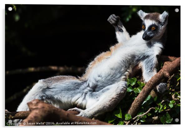 Ring-tailed lemur sunbathing on a tree Acrylic by Jason Wells