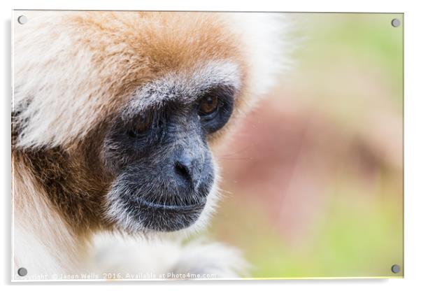 Portrait of a white-handed gibbon Acrylic by Jason Wells