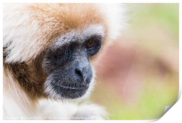Portrait of a white-handed gibbon Print by Jason Wells