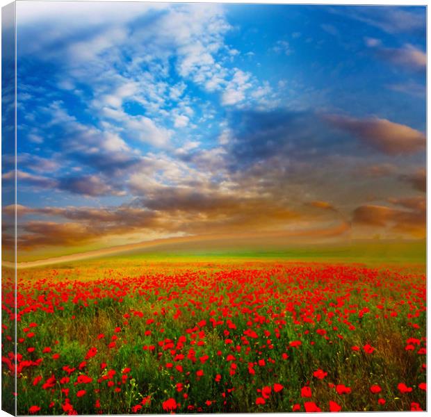 Field of dreams and poppies  Canvas Print by sylvia scotting