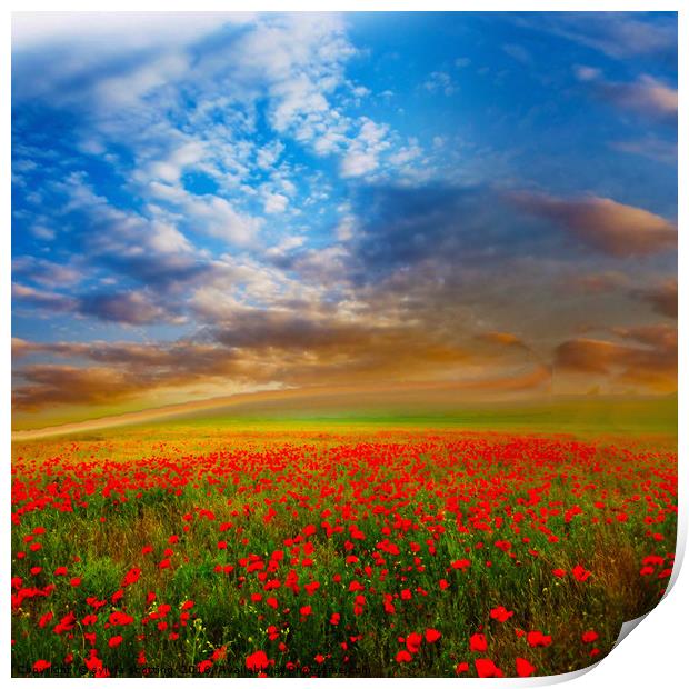Field of dreams and poppies  Print by sylvia scotting