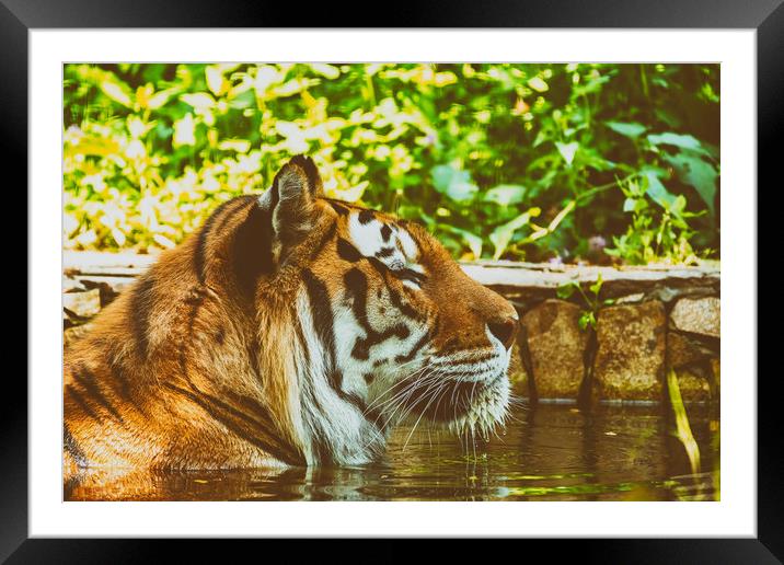 Wild Young Tiger (Panthera Tigris) Portrait Framed Mounted Print by Radu Bercan
