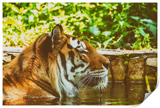 Wild Young Tiger (Panthera Tigris) Portrait Print by Radu Bercan