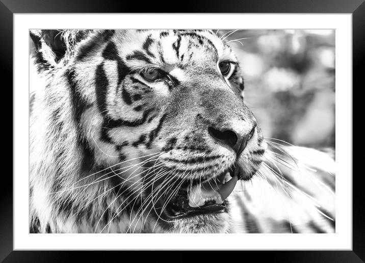 Wild Young Tiger (Panthera Tigris) Portrait Framed Mounted Print by Radu Bercan