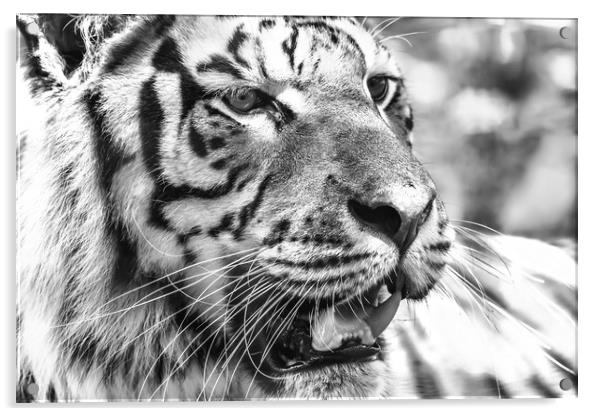 Wild Young Tiger (Panthera Tigris) Portrait Acrylic by Radu Bercan
