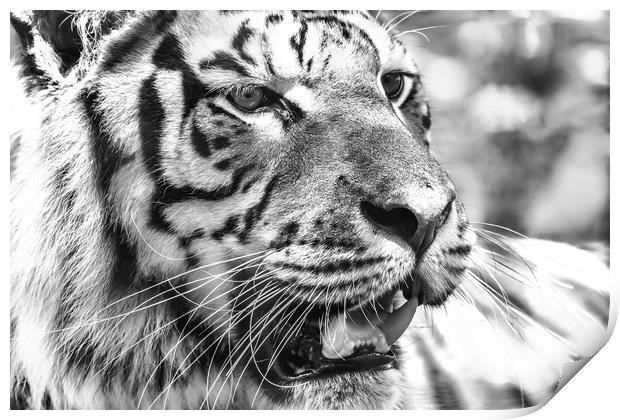 Wild Young Tiger (Panthera Tigris) Portrait Print by Radu Bercan