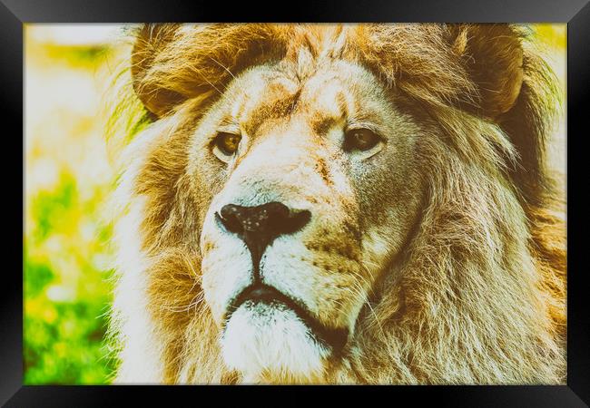Wild Lion King Feline In Safari Portrait Framed Print by Radu Bercan