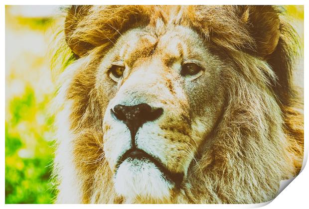 Wild Lion King Feline In Safari Portrait Print by Radu Bercan