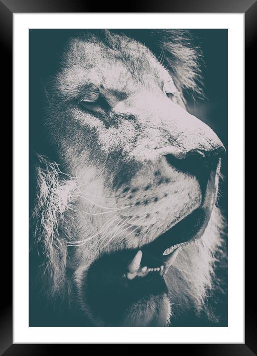 Wild Lion King Feline In Safari Portrait Framed Mounted Print by Radu Bercan