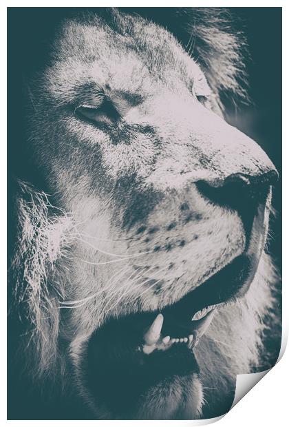 Wild Lion King Feline In Safari Portrait Print by Radu Bercan