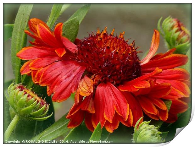 "GAILLARDIA" Print by ROS RIDLEY