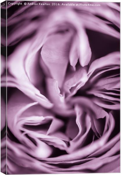 Rose petals Canvas Print by Andrew Kearton