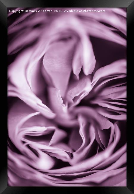 Rose petals Framed Print by Andrew Kearton