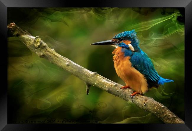 The Kingfisher Framed Print by peter wyatt
