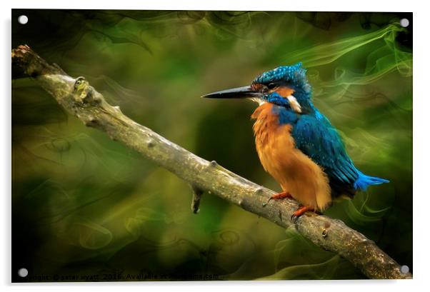 The Kingfisher Acrylic by peter wyatt