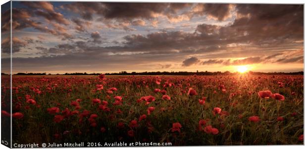 Poppies at sunset Canvas Print by Julian Mitchell
