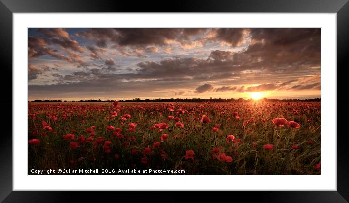 Poppies at sunset Framed Mounted Print by Julian Mitchell