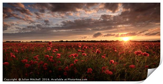 Poppies at sunset Print by Julian Mitchell