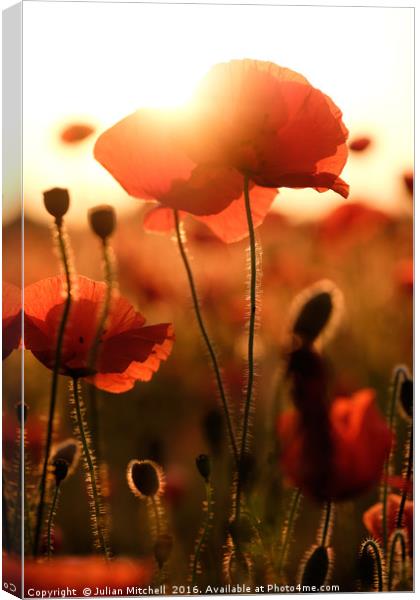 Poppies  Canvas Print by Julian Mitchell