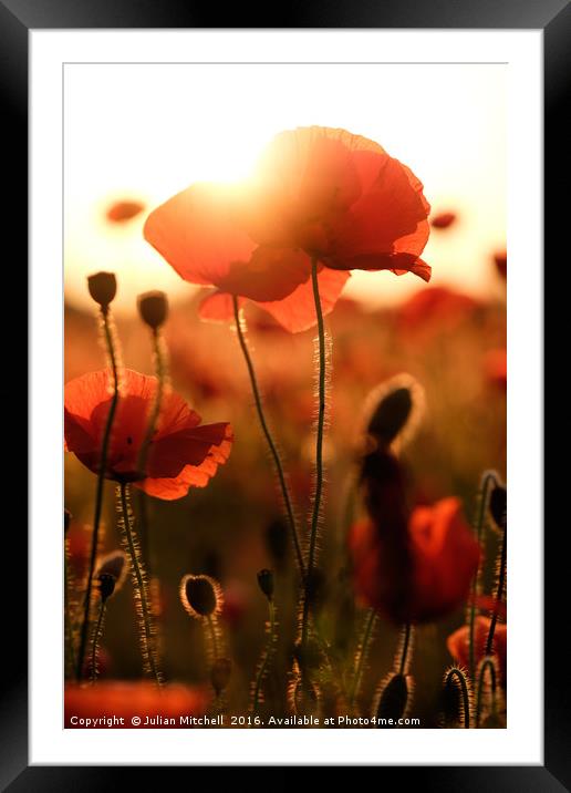 Poppies  Framed Mounted Print by Julian Mitchell