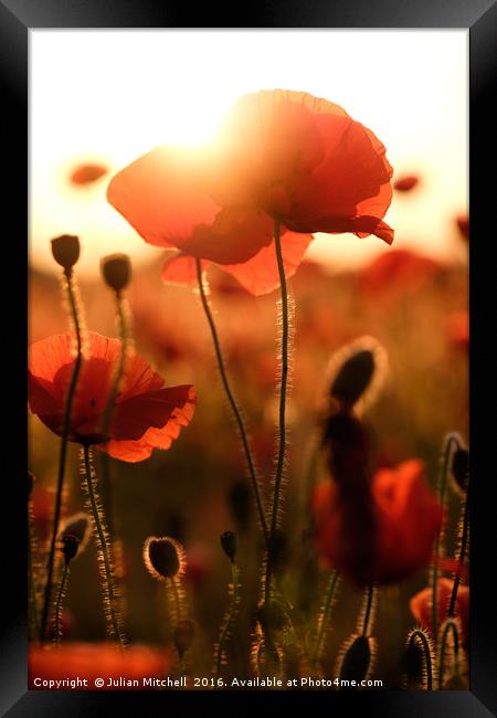 Poppies  Framed Print by Julian Mitchell