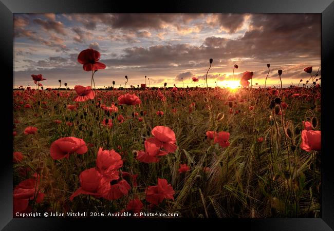 Poppies at sunset Framed Print by Julian Mitchell
