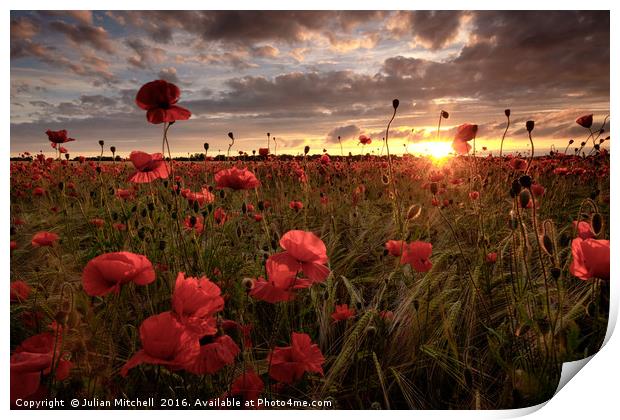 Poppies at sunset Print by Julian Mitchell