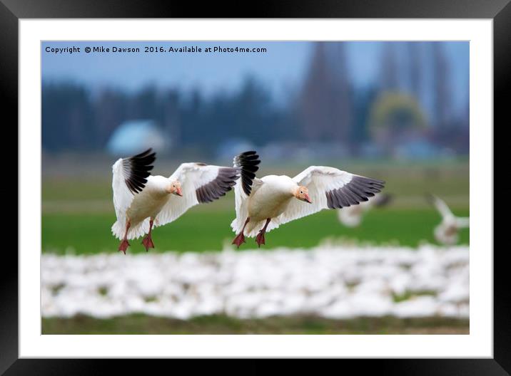 Tandem Landing  Framed Mounted Print by Mike Dawson