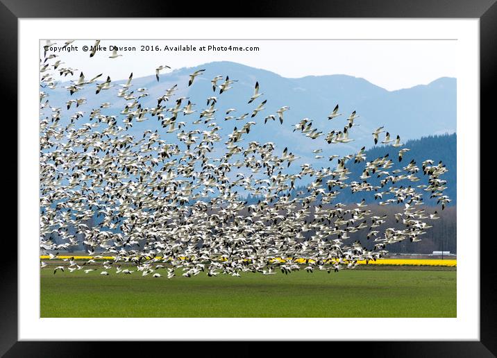 Snow Geese Exodus Framed Mounted Print by Mike Dawson