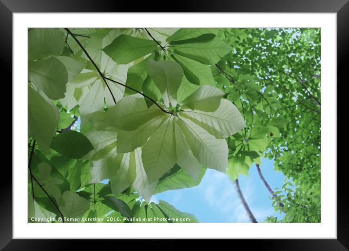 Green leaves Framed Mounted Print by Roman Korotkov