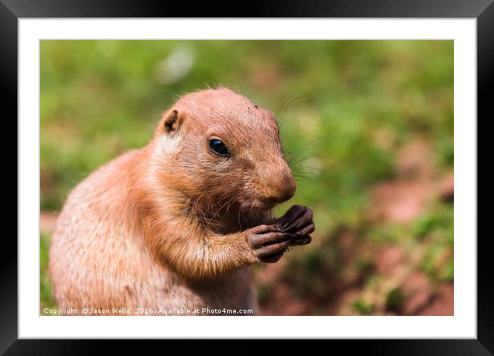 Prairie marmot feeding Framed Mounted Print by Jason Wells