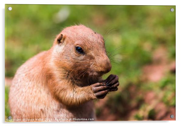 Prairie marmot feeding Acrylic by Jason Wells