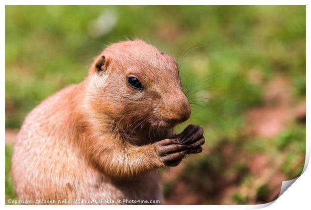 Prairie marmot feeding Print by Jason Wells