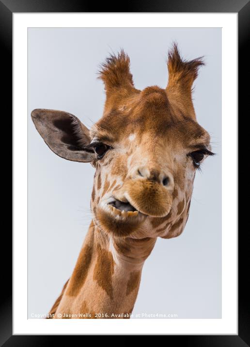 West African giraffe chewing Framed Mounted Print by Jason Wells