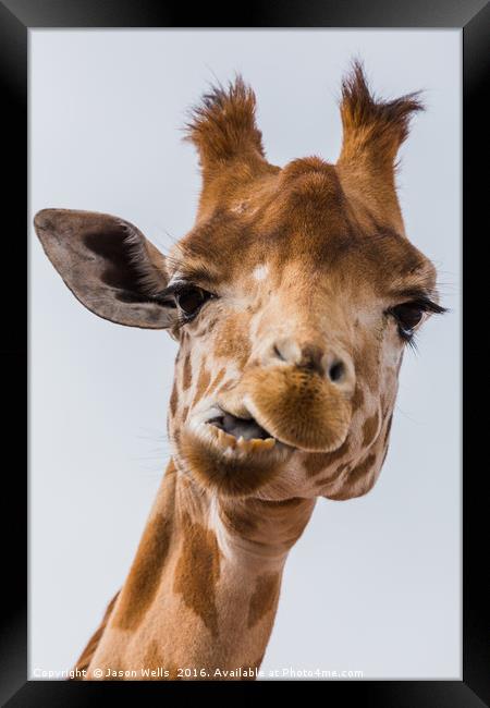 West African giraffe chewing Framed Print by Jason Wells