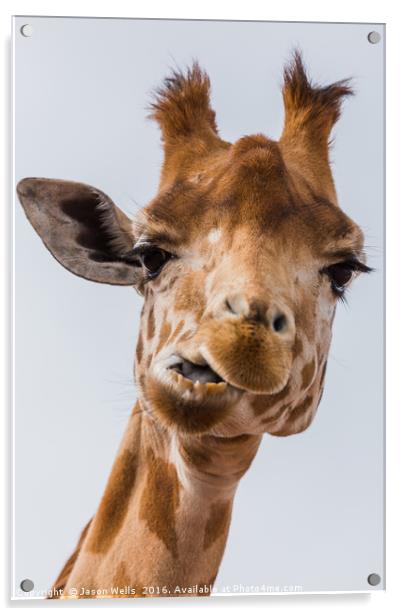 West African giraffe chewing Acrylic by Jason Wells