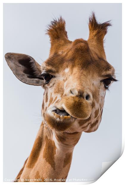 West African giraffe chewing Print by Jason Wells