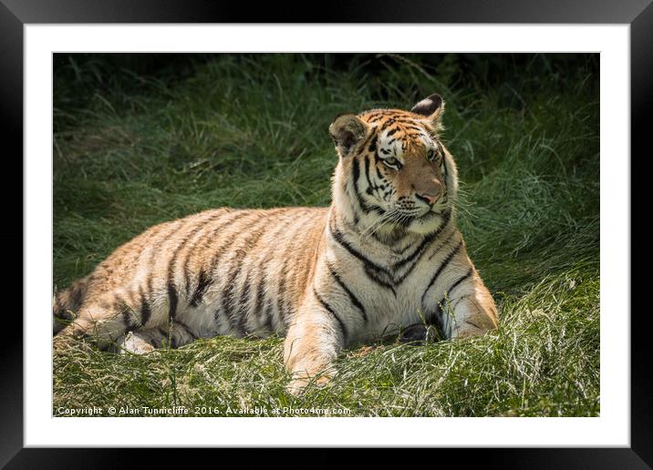 Tiger Framed Mounted Print by Alan Tunnicliffe
