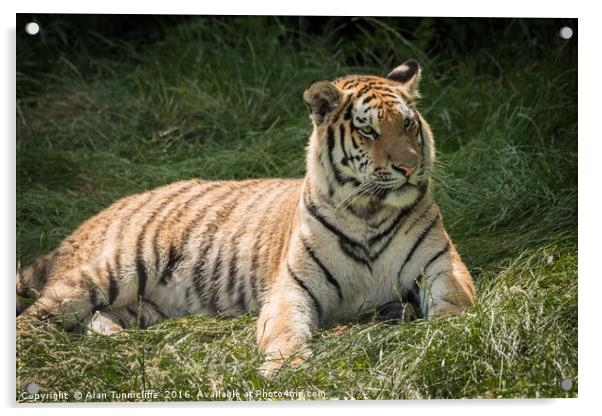 Tiger Acrylic by Alan Tunnicliffe