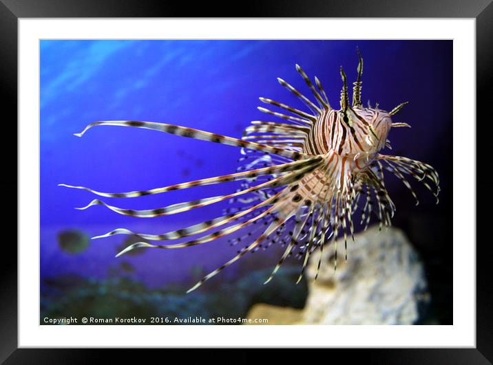 Lion fish in the aquarium with corals and algae aq Framed Mounted Print by Roman Korotkov