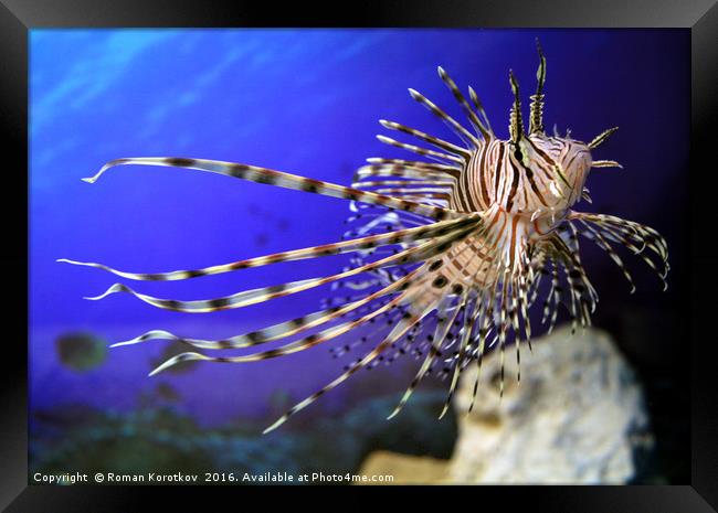 Lion fish in the aquarium with corals and algae aq Framed Print by Roman Korotkov