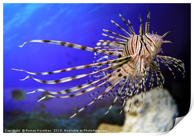 Lion fish in the aquarium with corals and algae aq Print by Roman Korotkov