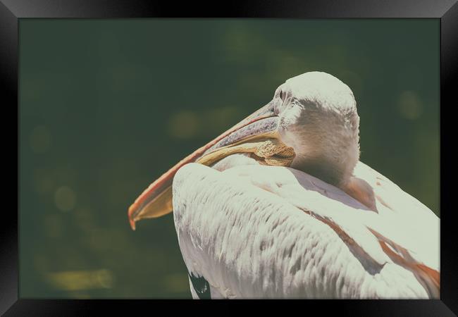 Wild White Pelican Bird Portrait Framed Print by Radu Bercan