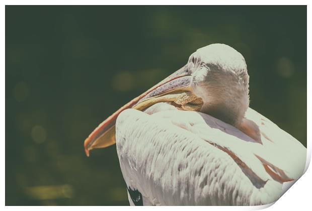 Wild White Pelican Bird Portrait Print by Radu Bercan