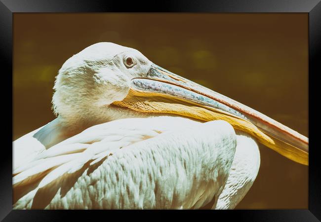 Wild White Pelican Bird Portrait Framed Print by Radu Bercan