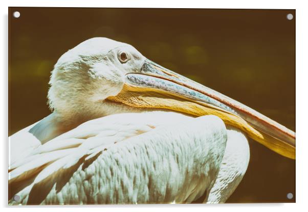 Wild White Pelican Bird Portrait Acrylic by Radu Bercan