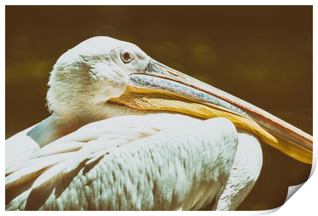 Wild White Pelican Bird Portrait Print by Radu Bercan