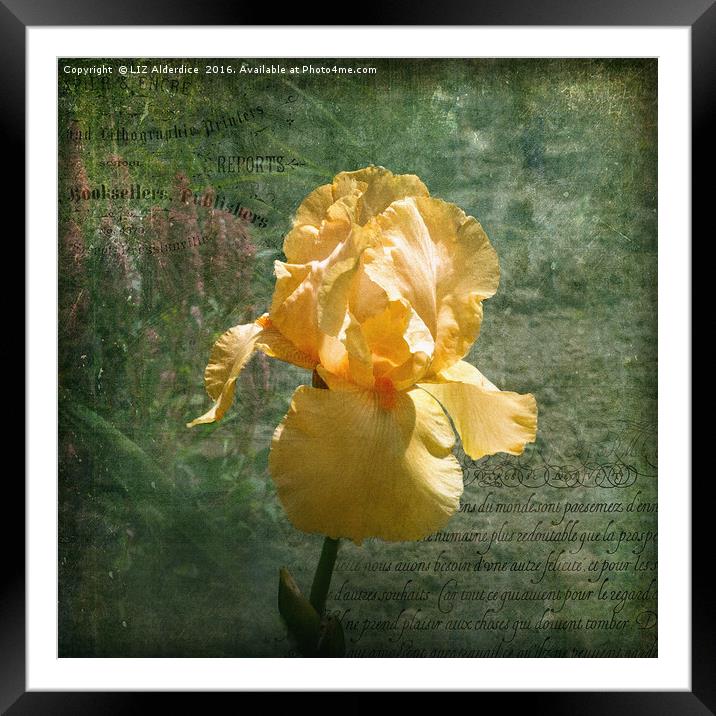 Elegant Iris Framed Mounted Print by LIZ Alderdice