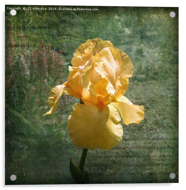 Elegant Iris Acrylic by LIZ Alderdice