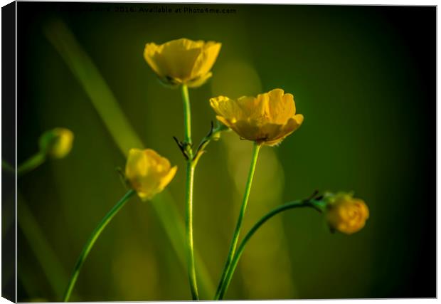Buttercup. Canvas Print by Angela Aird